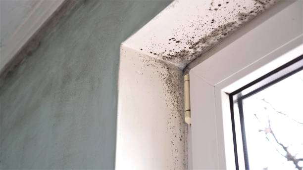 Best HVAC Mold Remediation in Huntington, UT