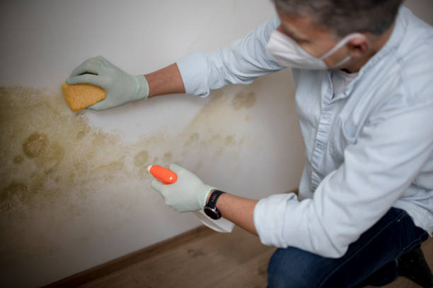 Best Mold Remediation for Specific Building Types in Huntington, UT