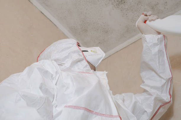 Best Health and Safety Mold Remediation in Huntington, UT