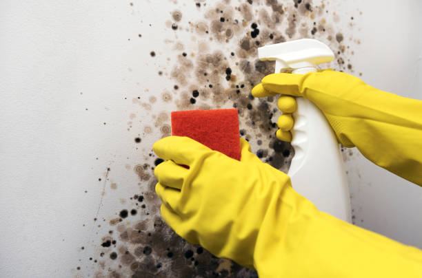 Best Industrial Mold Remediation in Huntington, UT