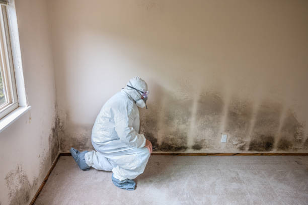 Trusted Huntington, UT Mold Remediation Experts